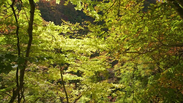 紅葉の名所 秋の鳴子峡の風景　Autumn scenery of Naruko Gorge, a famous spot for autumn foliage.