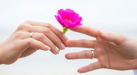 Fototapeta premium Hands exchanging pink flower, symbolizing love and connection between two people, hands adorned with rings reaching out to each other, meaningful gesture representing affection and intimacy.