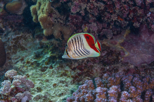 Beautiful redback butterflyfish or Eritrea butterflyfish in its natural tropical habitat, Red Sea.