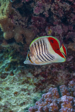 Beautiful redback butterflyfish or Eritrea butterflyfish swimming underwater in the Red Sea.