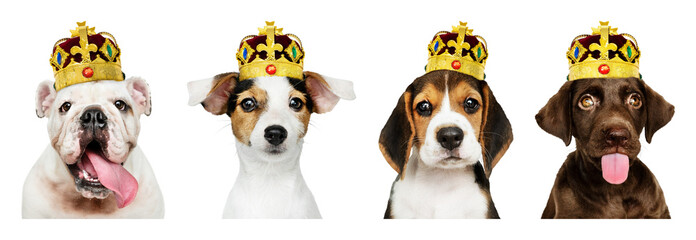 PNG Adorable crowned puppies posing regally on transparent background © Rawpixel.com