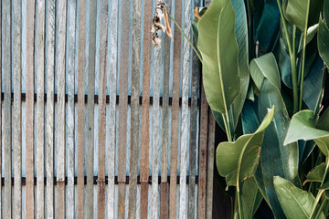 Obraz premium Wood fence slats beside leaves in an outdoor scene, highlighting green texture and rustic mood, with natural contrast between weathered backdrop and fresh foliage in a simple garden setting.