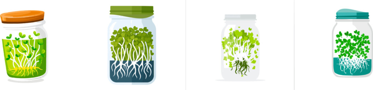 A vibrant flat vector graphic showcases a glass jar filled with fresh green alfalfa sprouts, complete with visible tiny leaves and roots, set against a clean kitchen illustration style on a solid