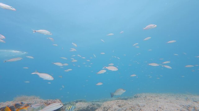 school of fish swimming in ocean
