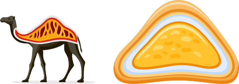 A flat vector illustration of a dromedary camels hump reveals dense yellow adipose tissue beneath thick skin in a clean, white background