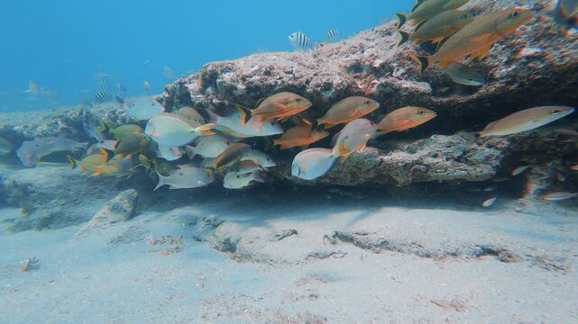 coral reef with tropical fish 