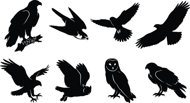 Black and white vector silhouette set of birds of prey featuring flying eagles, perched owls, falcons, and hunting hawks
