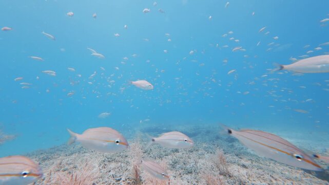 coral reef with tropical fish 