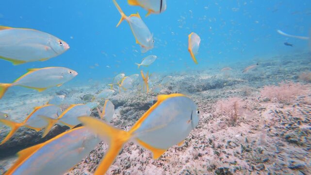coral reef with tropical fish 