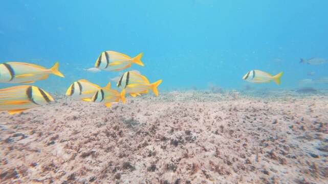coral reef with tropical fish 