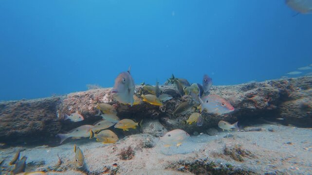 coral reef with tropical fish 