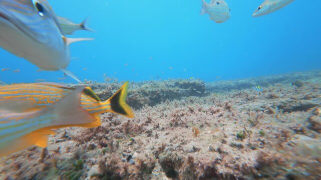 coral reef with tropical fish 