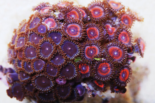 Metallic Pink and Purple Zoanthid Rock, Zoanthus spp