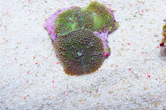 Green Ricordea Florida, Ricordea florida