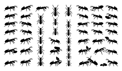Ant vector silhouette set with insect icons © Md