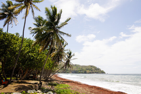 Tropical Coastline with Palm Trees Seen from Fort Tobago