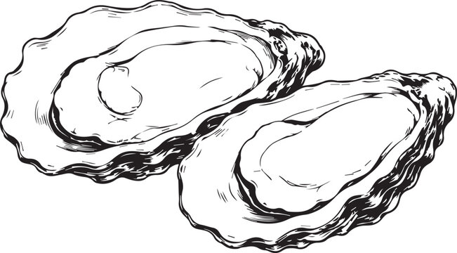 Detailed black and white illustration of two seashells on plain background minimalist style