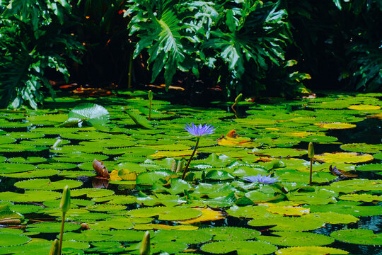 The landscape of Bok tower garden in lake wales of Florida