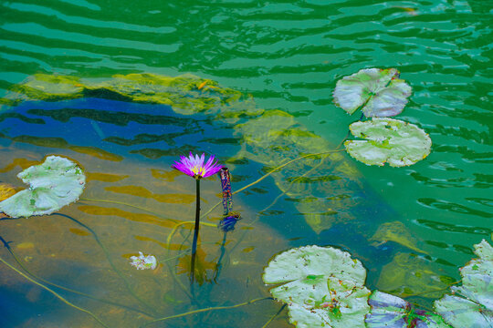 The landscape of Bok tower garden in lake wales of Florida