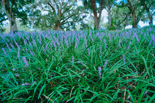 The landscape of Bok tower garden in lake wales of Florida