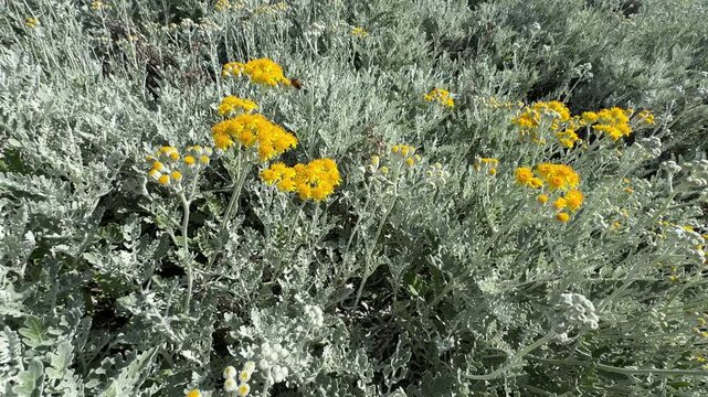 Blooming silver ragwort (Jacobaea maritima) with bright yellow flowers and silvery felted leaves videos. Ornamental woolly foliage in a garden bed, perfect for botany, landscaping.
