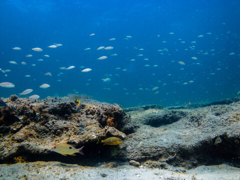 coral reef with school of fish