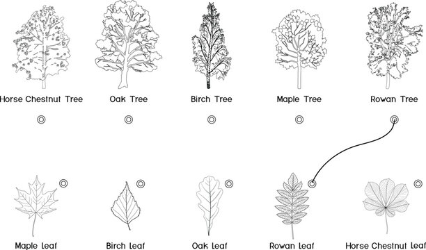 Matching game educational worksheet with tree and leaf outline for Horse Chestnut, Oak, Birch, Maple, and Rowan. Coloring page vector illustration