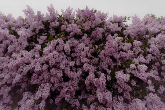 Dense cluster of purple blossoms at Ajax Waterfront Park
