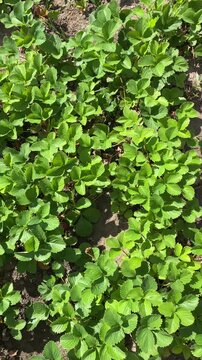 Vertical top-down video of strawberry plants with green leaves gently moving in the wind in a garden.