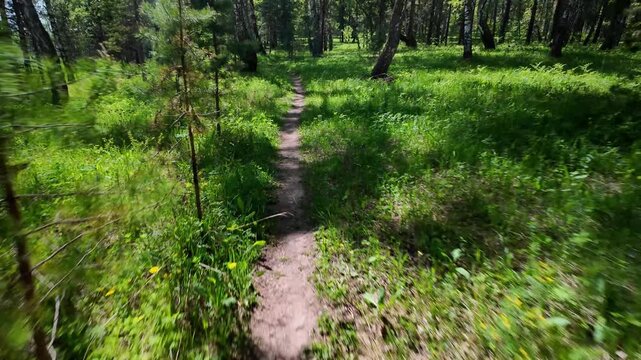 Low-eye-level view along a narrow dirt path cutting through a sunlit forest clearing, flanked by dense grass, small saplings and taller pine trunks. Dappled sunlight and soft
