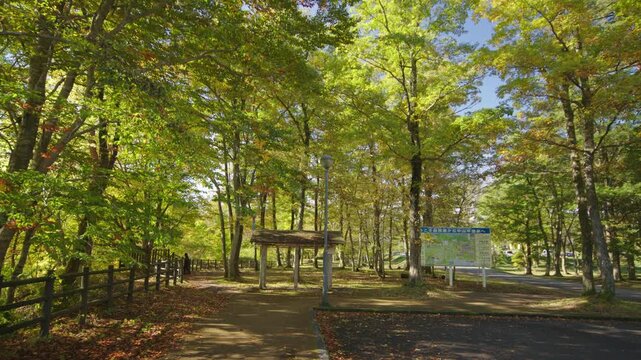 紅葉の名所 秋の鳴子峡の風景　Autumn scenery of Naruko Gorge, a famous spot for autumn foliage.