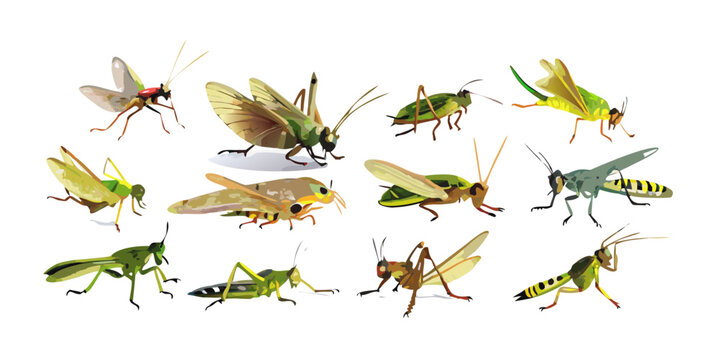 Collection of various grasshopper and cricket insect species, vector