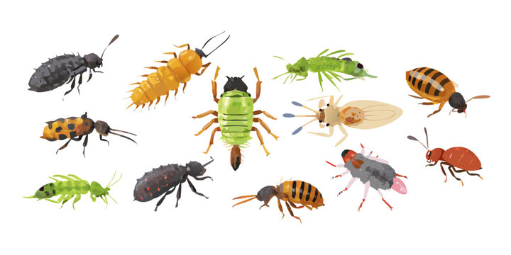 Diverse set of agricultural pest insects and larvae, vector