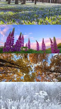 A video collage of the four seasons: spring, summer, autumn, and winter.