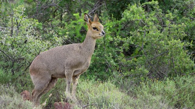 4K 30fps video of a klipspringer (Oreotragus oreotragus) chewing cud in typical Nama-Karoo habitat near Beaufort West, Western Cape, South Africa, showcasing this agile African antelope.