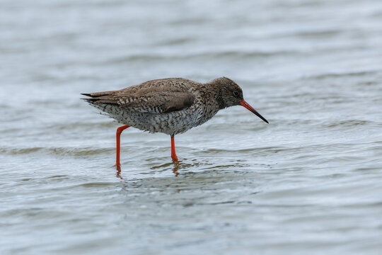 A redshank waterbird in the water searching for food, in its natural environment.