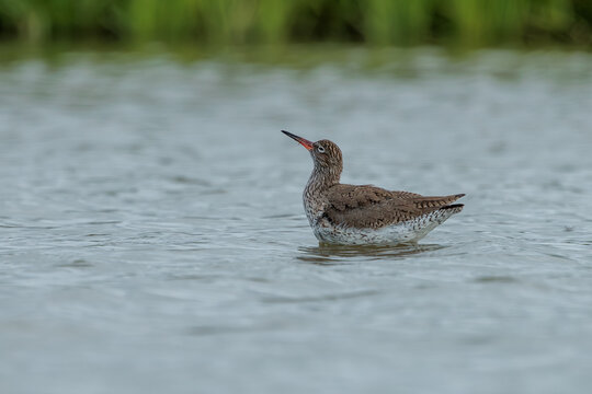 A redshank waterbird in the water searching for food, in its natural environment.
