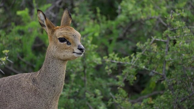 4K 30fps video of a klipspringer (Oreotragus oreotragus) chewing cud in typical Nama-Karoo habitat near Beaufort West, Western Cape, South Africa, showcasing this agile African antelope.