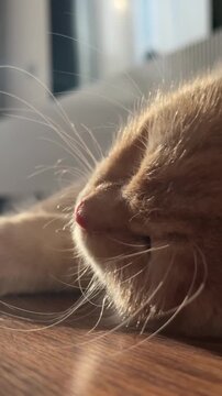 Close-up of the cat's face and whiskers, lying on the floor in sunlight
