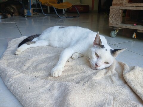 Un beau chat blanc fait la sieste