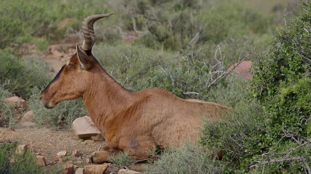 4K 30fps video of a red hartebeest, Cape hartebeest or caama (Alcelaphus buselaphus caama) in typical Nama-Karoo habitat near Beaufort West, Western Cape, South Africa.