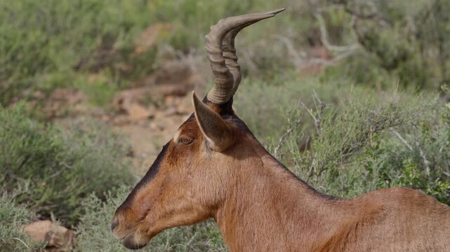 4K 30fps video of a red hartebeest, Cape hartebeest or caama (Alcelaphus buselaphus caama) in typical Nama-Karoo habitat near Beaufort West, Western Cape, South Africa.