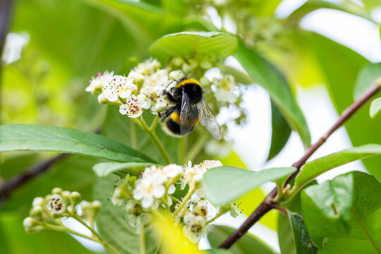 Bee bumblebee feeding on flower blossom of "Cotoneaster Cornubia" tree during summer. Dublin, Ireland
