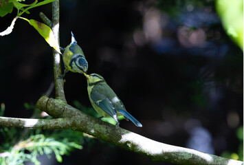 Baby Blue tit bird being fed by parent placing meal into its beak. Both birds on tree branch with their beaks together. Series 2 of 3. Dublin, Ireland © Nicola.K.photos