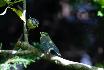 Baby Blue tit bird looks adoringly at parent who has just placed food into its beak. Both birds perched on tree branch. Series 3 of 3. Dublin, Ireland © Nicola.K.photos