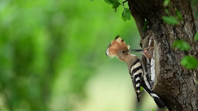 Eurasian hoopoe bird ( Upupa epops ) feeding in slow motion