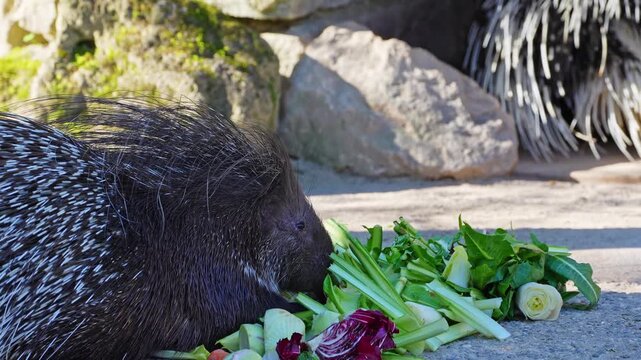 The Indian crested Porcupine, Hystrix indica or Indian porcupine is a large species of hystricomorph rodent belonging to the Old World porcupine family Hystricidae