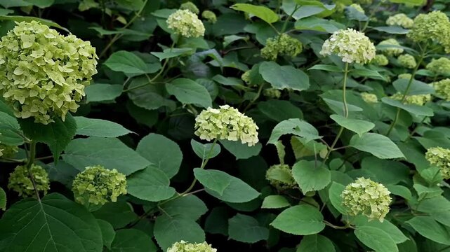 A large bush of wild white hydrangea with green leaves sways softly in the wind