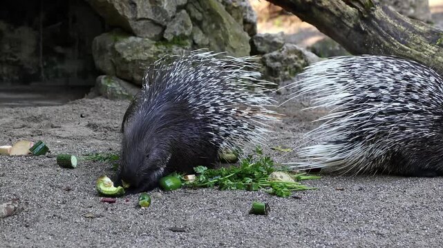 The Indian crested Porcupine, Hystrix indica or Indian porcupine is a large species of hystricomorph rodent belonging to the Old World porcupine family Hystricidae