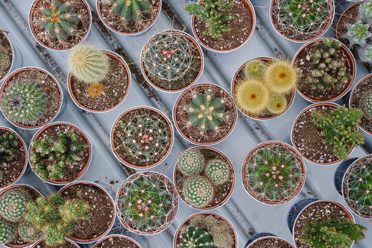 Background Of Various Small Potted Cacti